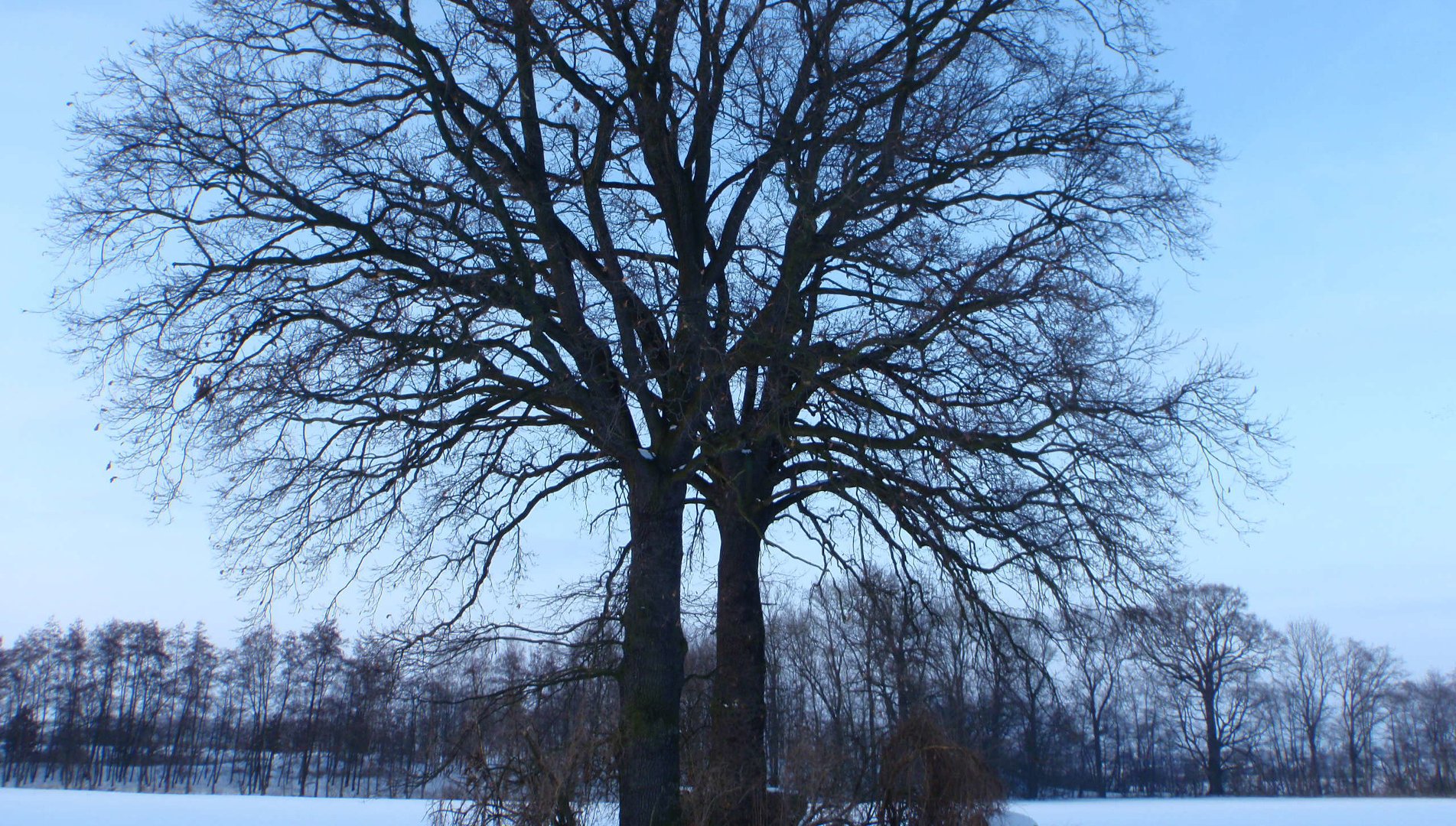 Měnič obrázků - fotografie